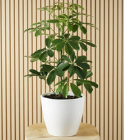 Schefflera Arboricola 'Compacta' or Dwarf Umbrella Tree - Greensouq - 