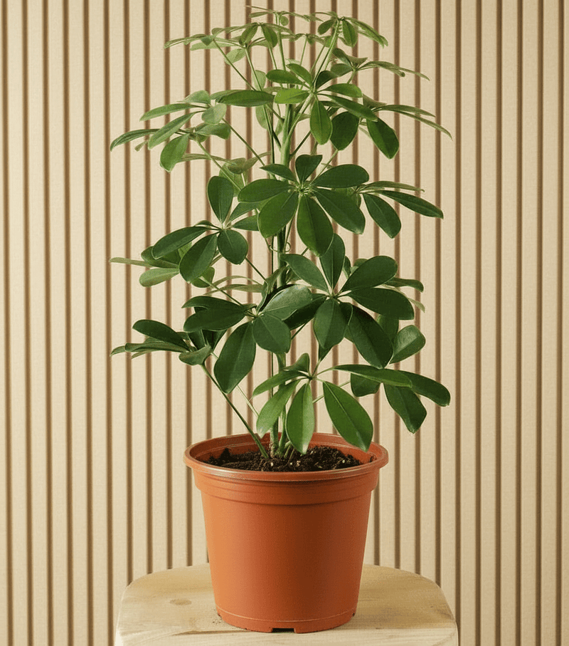 indoor umbrella tree plant Dwarf Umbrella Tree