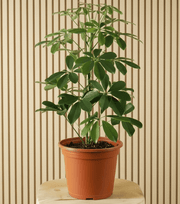 Schefflera Arboricola 'Compacta' or Dwarf Umbrella Tree - Greensouq - 