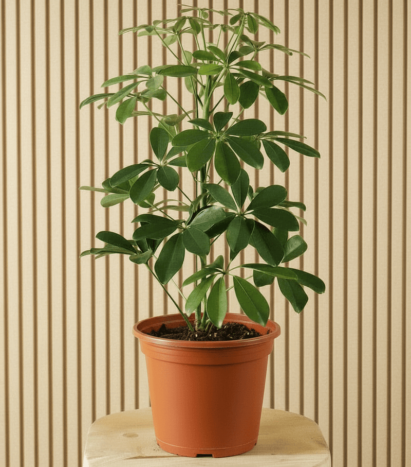 Schefflera Arboricola 'Compacta' or Dwarf Umbrella Tree - Greensouq - 