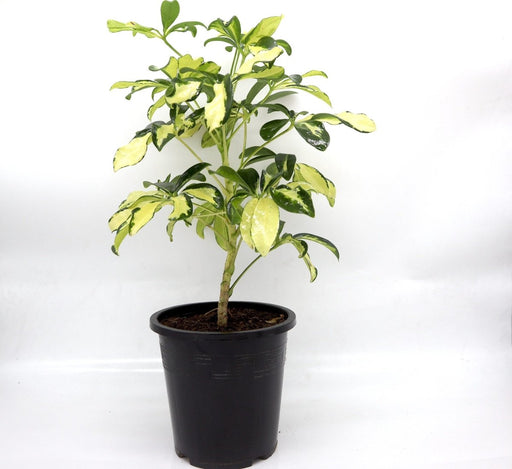 Schefflera Arboricola | Gold Capella | Dwarf Umbrella Tree 30 - 40cm - Greensouq - 
