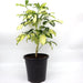 Schefflera Arboricola | Gold Capella | Dwarf Umbrella Tree 30 - 40cm - Greensouq - 