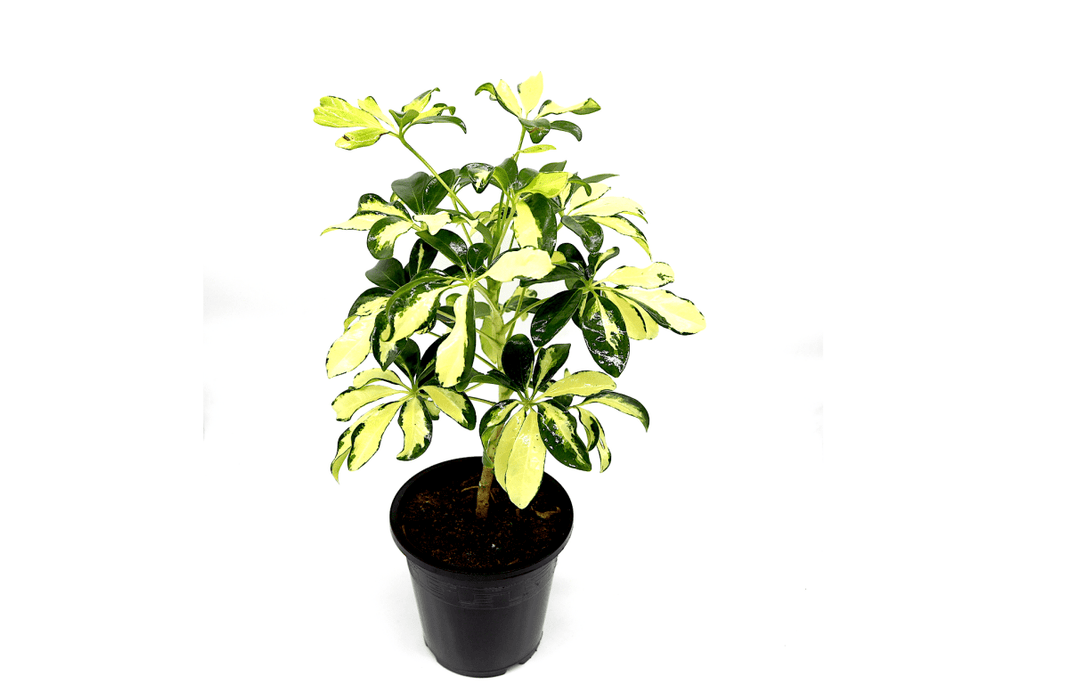 Schefflera Arboricola | Gold Capella | Dwarf Umbrella Tree 30 - 40cm - Greensouq - 