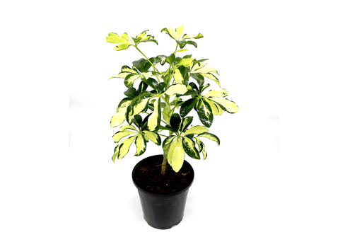 Schefflera Arboricola | Gold Capella | Dwarf Umbrella Tree 30 - 40cm - Greensouq - 