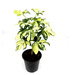 Schefflera Arboricola | Gold Capella | Dwarf Umbrella Tree 30 - 40cm - Greensouq - 