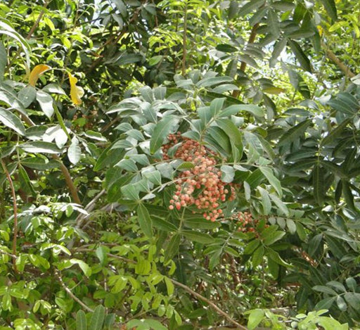 Schinus terebinthifolius or Brazilian peppertree 2.5m - Greensouq - 