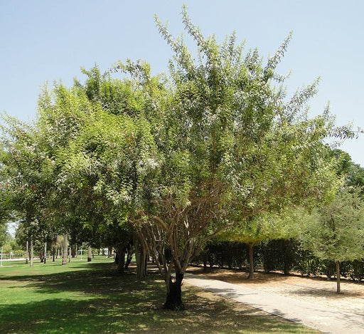 Schinus terebinthifolius or Brazilian peppertree 2.5m - Greensouq - 