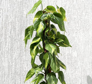 Scindapsus Brasil 80 - 90cm - Greensouq - 