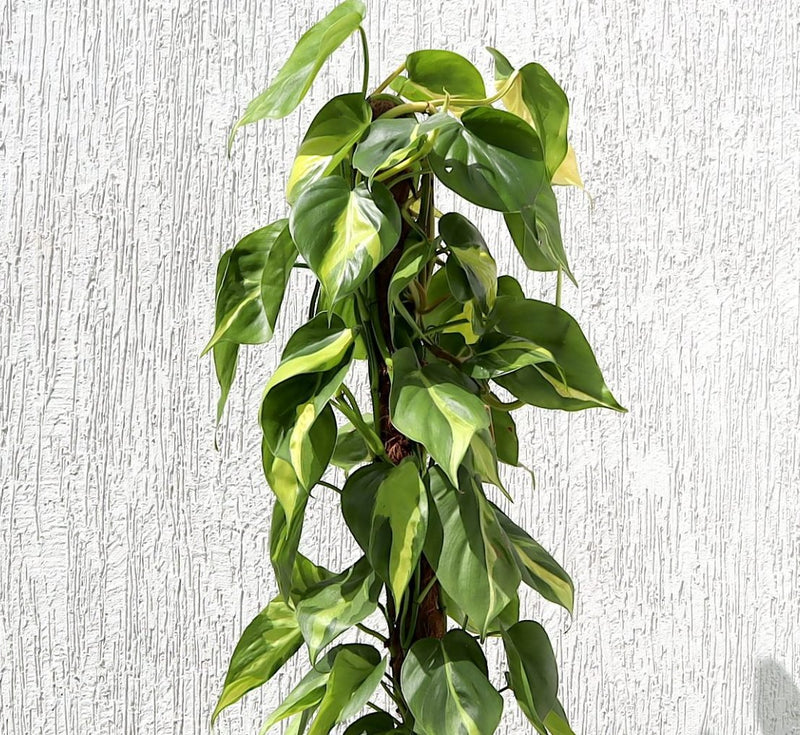 Scindapsus Brasil 80 - 90cm - Greensouq - 