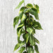 Scindapsus Brasil 80 - 90cm - Greensouq - 