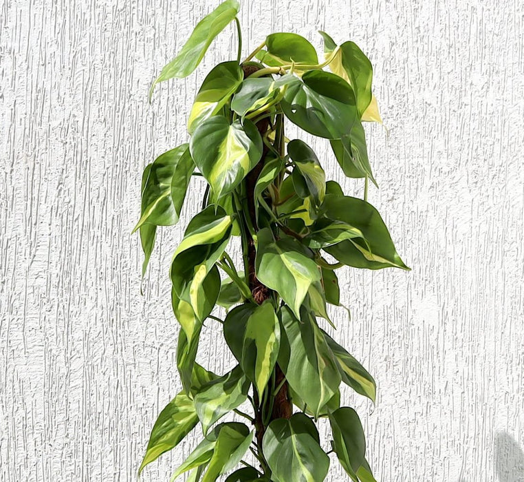 Scindapsus Brasil 80 - 90cm - Greensouq - 