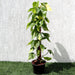 Scindapsus Brasil 80 - 90cm - Greensouq - 