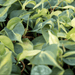 Scindapsus Brasil 80 - 90cm - Greensouq - 