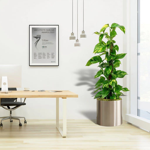 Scindapsus Marble Queen or Money Plant or Epipremnum aureum كرمة المال - Greensouq - 