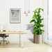 Scindapsus Marble Queen or Money Plant or Epipremnum aureum كرمة المال - Greensouq - 
