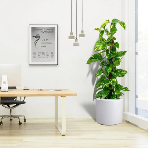 Scindapsus Marble Queen or Money Plant or Epipremnum aureum كرمة المال - Greensouq - 