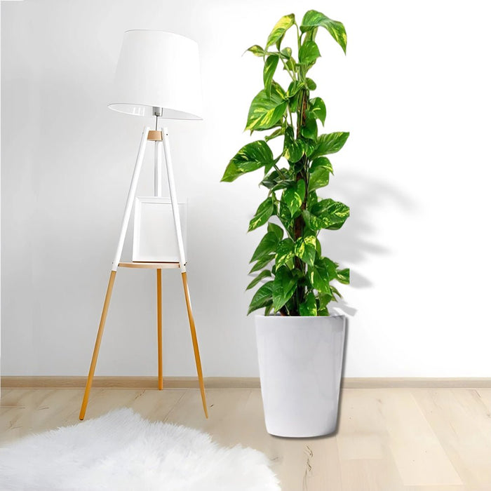 Scindapsus Marble Queen or Money Plant or Epipremnum aureum كرمة المال Success - Greensouq - 