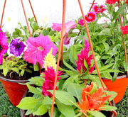 Seasonal Flower Set "Hanging" - Greensouq - 