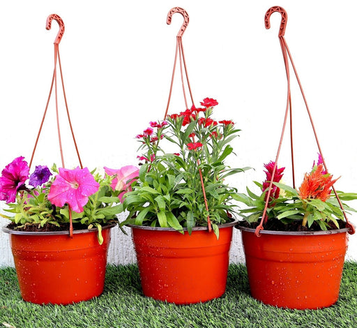 Seasonal Flower Set "Hanging" - Greensouq - 