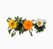 Seasonal Flowering Plants Mix in Cosmoplast White Pot 10 Ltr (49x21x16cm) 19" - Greensouq - 