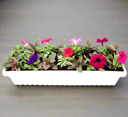 Seasonal Flowering Plants Mix in Cosmoplast White Pot 10 Ltr (49x21x16cm) 19" - Greensouq - 