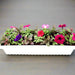 Seasonal Flowering Plants Mix in Cosmoplast White Pot 10 Ltr (49x21x16cm) 19" - Greensouq - 