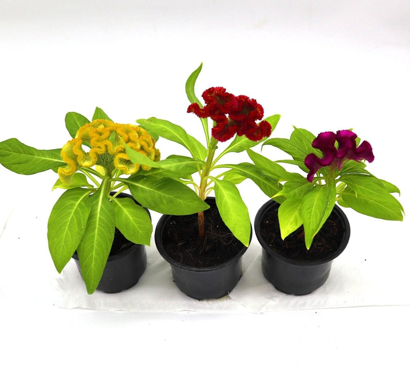 Seasonal Flowering Plants Mix in Cosmoplast White Pot 10 Ltr (49x21x16cm) 19" - Greensouq - 