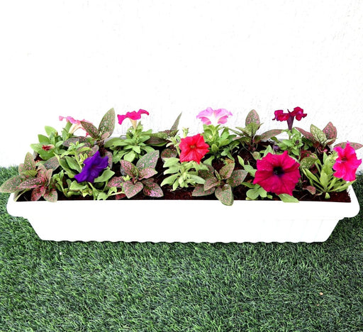 Seasonal Flowering Plants Mix in Cosmoplast White Pot 10 Ltr (49x21x16cm) 19" - Greensouq - 