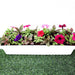 Seasonal Flowering Plants Mix in Cosmoplast White Pot 10 Ltr (49x21x16cm) 19" - Greensouq - 