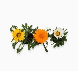 Seasonal Flowering Plants Mix in Cosmoplast White Pot 15 Ltr (65x21x16cm) 25" - Greensouq - 