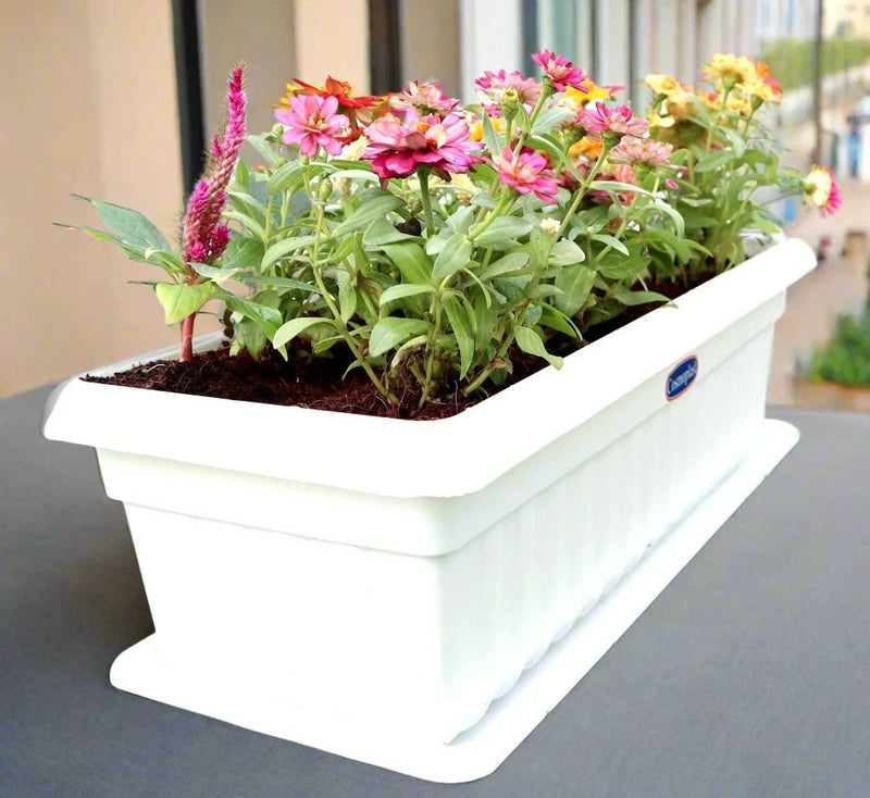 Seasonal Flowering Plants Mix in Cosmoplast White Pot 15 Ltr (65x21x16cm) 25" - Greensouq - 
