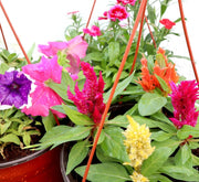 Seasonal Flowering Plants Mix in Cosmoplast White Pot 15 Ltr (65x21x16cm) 25" - Greensouq - 