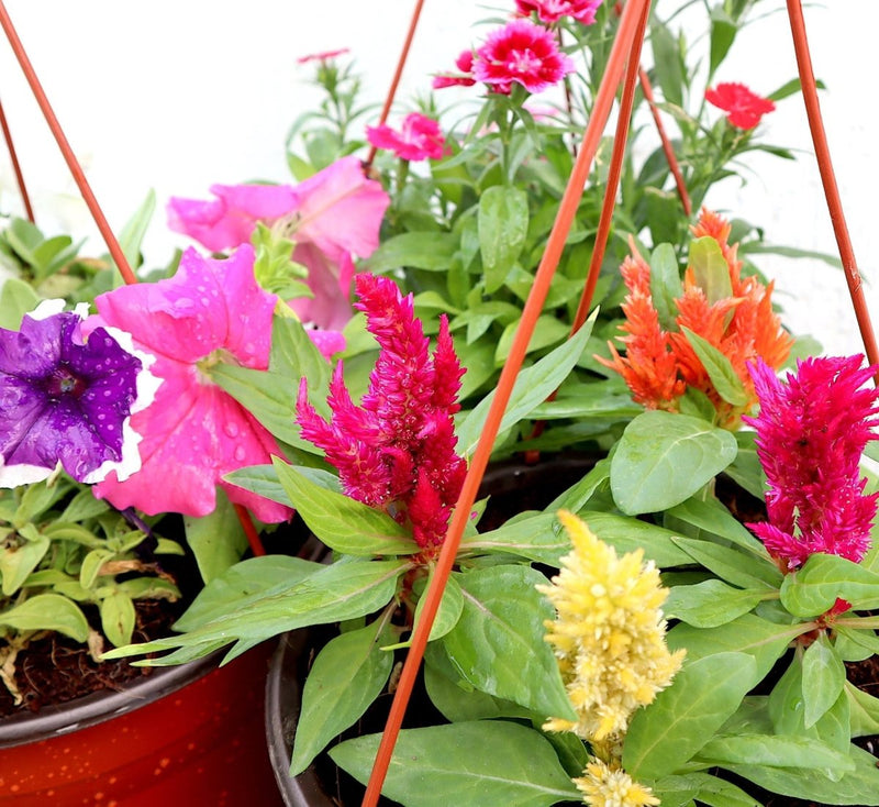 Seasonal Flowering Plants Mix in Cosmoplast White Pot 15 Ltr (65x21x16cm) 25" - Greensouq - 