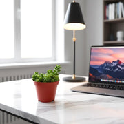 Sedum burrito 10 - 15cm - Greensouq - 