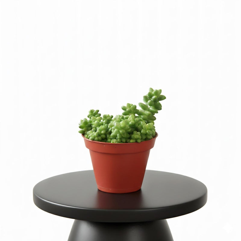 Sedum burrito 10 - 15cm - Greensouq - 