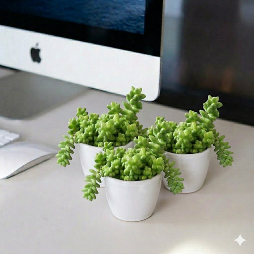 Sedum burrito 10 - 15cm - Greensouq - 