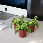 Sedum burrito 10 - 15cm - Greensouq - 