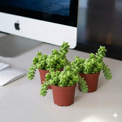 Sedum burrito 10 - 15cm - Greensouq - 