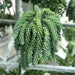 Sedum burrito "Hanging" 25 - 35cm - Greensouq - 