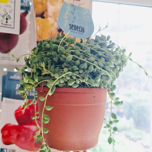 Senecio Rowleyanus "String of Pearls" 10 - 15cm Spread - Greensouq - 