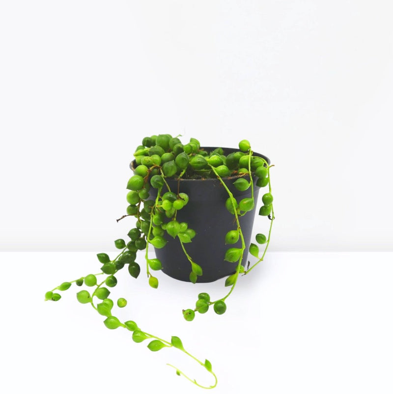 Senecio Rowleyanus "String of Pearls" 10 - 15cm Spread - Greensouq - 