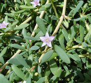 Sesuvium Portulacastrum or Shoreline seapurslane - Greensouq - 
