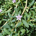 Sesuvium Portulacastrum or Shoreline seapurslane - Greensouq - 