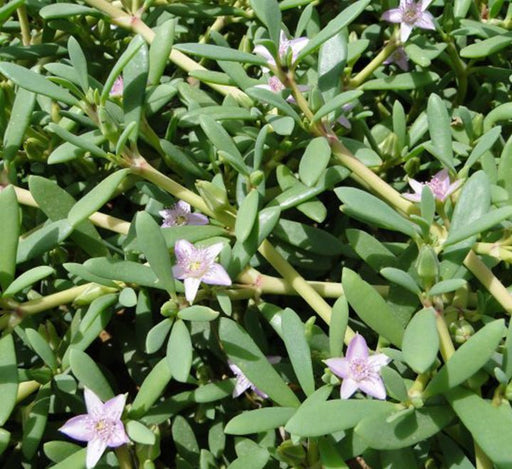 Sesuvium Portulacastrum or Shoreline seapurslane - Greensouq - 