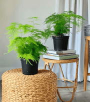 Set of 2 Asparagus Fern / Asparagus Fern Potted Pair - Greensouq - 