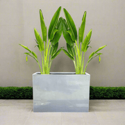 Set of 2 Traveler Palms in GRP Pot | 2.5–3.0m Tall - Greensouq - 