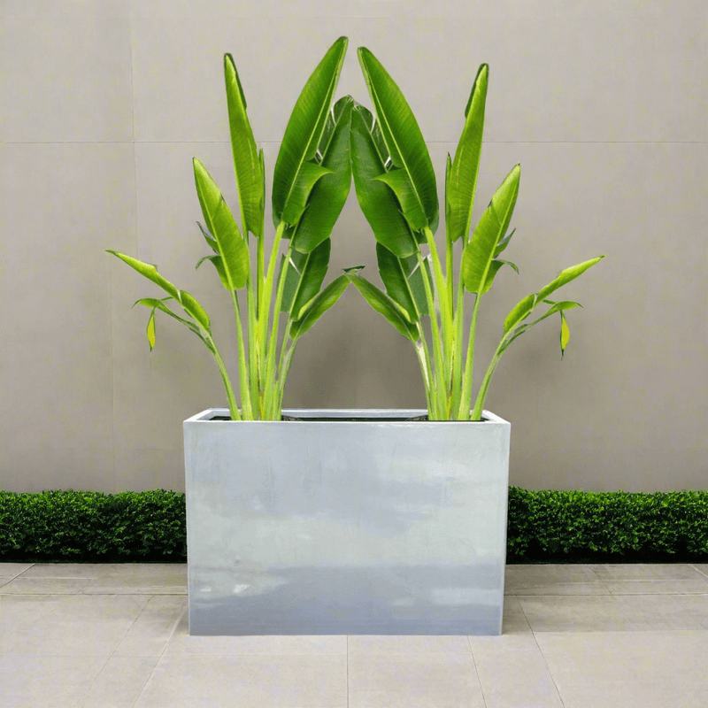 Set of 2 Traveler Palms in GRP Pot | 2.5–3.0m Tall - Greensouq - 