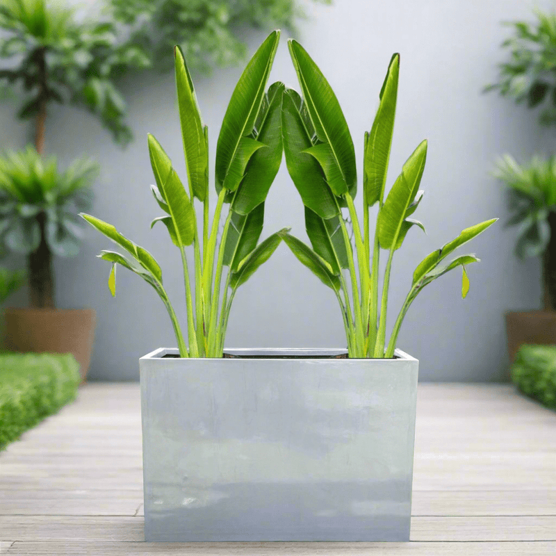 Set of 2 Traveler Palms in GRP Pot | 2.5–3.0m Tall - Greensouq - 
