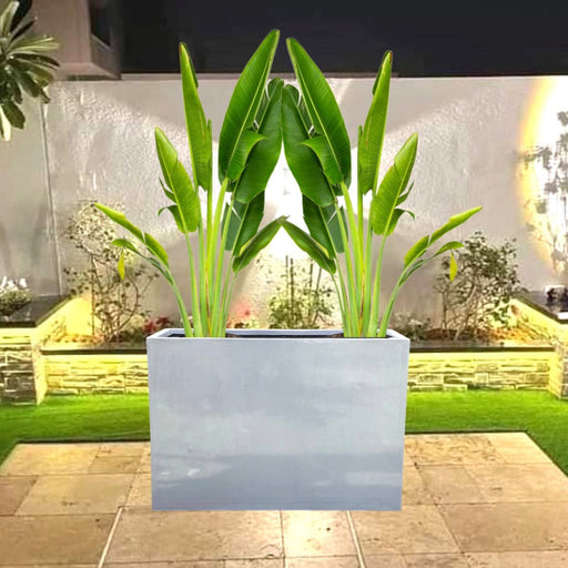 Set of 2 Traveler Palms in GRP Pot | 2.5–3.0m Tall - Greensouq - 
