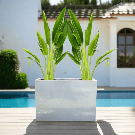 Set of 2 Traveler Palms in GRP Pot | 2.5–3.0m Tall - Greensouq - 